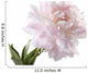 Pale Pink Peony Varieties
