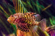 Up Venomous Red Lionfish Wall Mural
