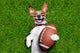 American Football Dog