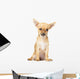 Young Chihuahua
