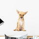 Young Chihuahua