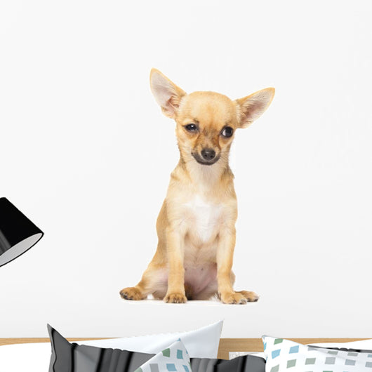 Young Chihuahua
