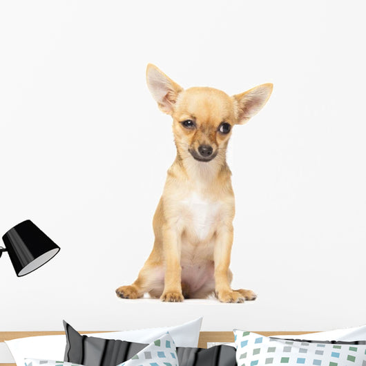 Young Chihuahua