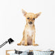Young Chihuahua