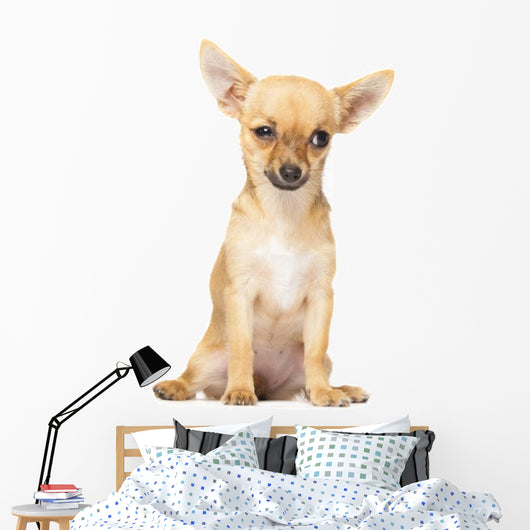 Young Chihuahua