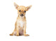 Young Chihuahua