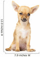 Young Chihuahua