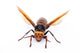 Asian Giant Hornet Wall Decal