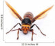 Asian Giant Hornet Wall Decal