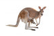 Kangaroo with Joey