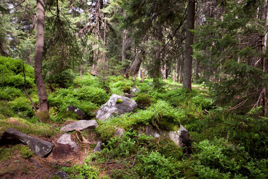 Old Forest Mountain Stones