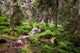 Old Forest Mountain Stones