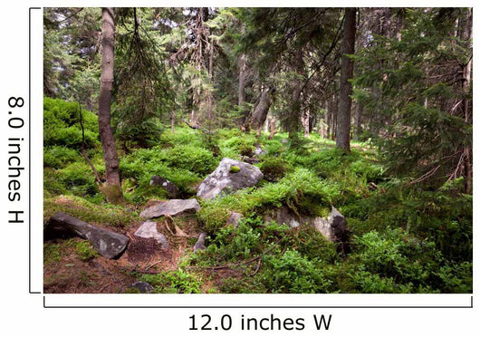 Old Forest Mountain Stones