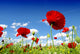 red poppy and wild flowers Wall Mural