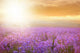Sunset over Lavender Field