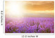 Sunset over Lavender Field