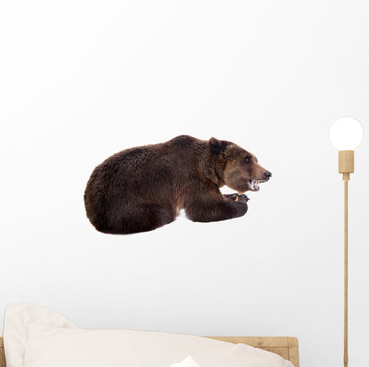 Brown Bear, Ursus Arctos Wall Decal