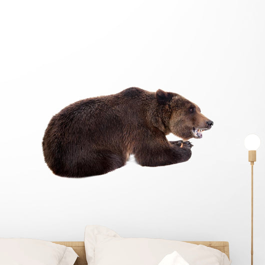Brown Bear, Ursus Arctos Wall Decal