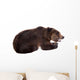 Brown Bear, Ursus Arctos Wall Decal