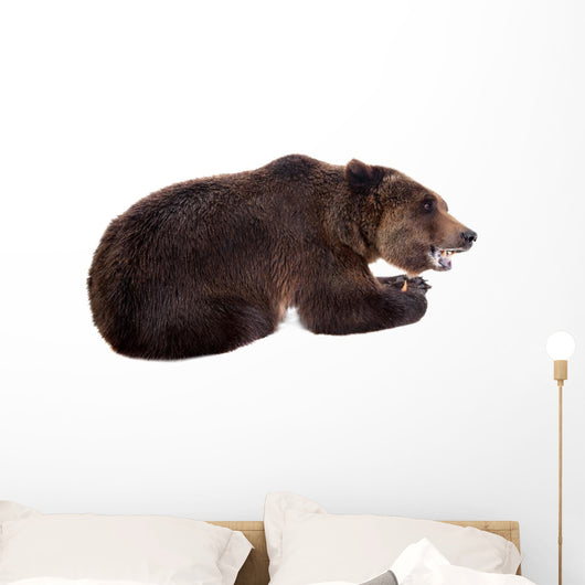 Brown Bear, Ursus Arctos Wall Decal