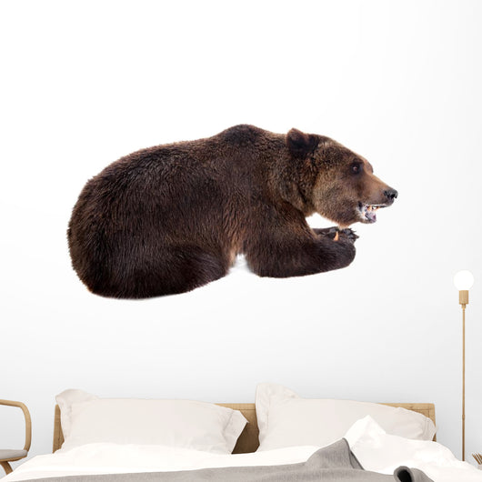 Brown Bear, Ursus Arctos Wall Decal