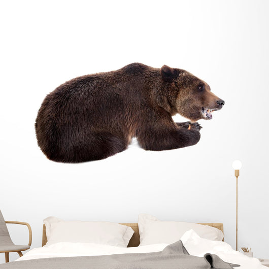 Brown Bear, Ursus Arctos Wall Decal