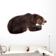 Brown Bear, Ursus Arctos Wall Decal