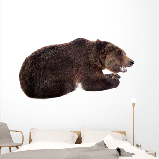 Brown Bear, Ursus Arctos Wall Decal