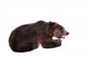 Brown Bear, Ursus Arctos Wall Decal