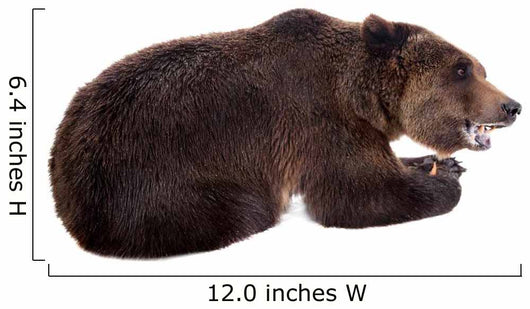 Brown Bear, Ursus Arctos Wall Decal