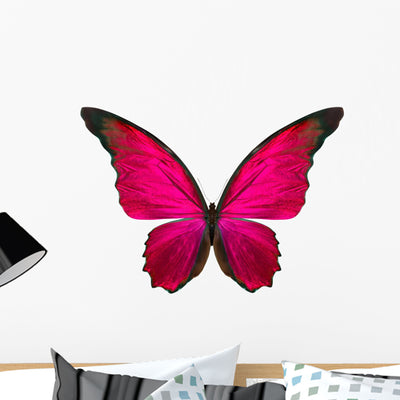 Beautiful Butterfly White shown on a wall