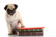 Well-read Pug Dog Wall Decal