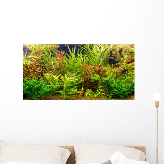 Tropical freshwater aquarium with fishes Wall Mural