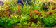 Tropical freshwater aquarium with fishes Wall Mural