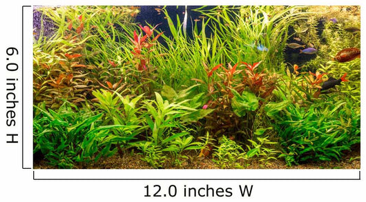Tropical freshwater aquarium with fishes Wall Mural