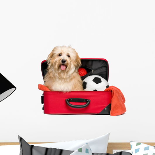 Happy reddish Bichon Havanese dog in a red traveling suitcase Wall Decal