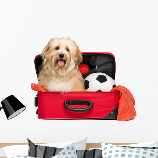 Happy reddish Bichon Havanese dog in a red traveling suitcase Wall Decal
