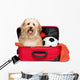 Happy reddish Bichon Havanese dog in a red traveling suitcase Wall Decal