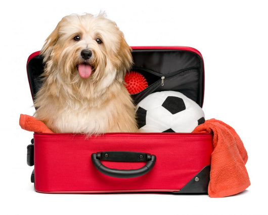 Happy reddish Bichon Havanese dog in a red traveling suitcase Wall Decal