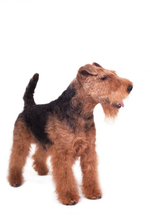 Welsh Terrier Wall Decal