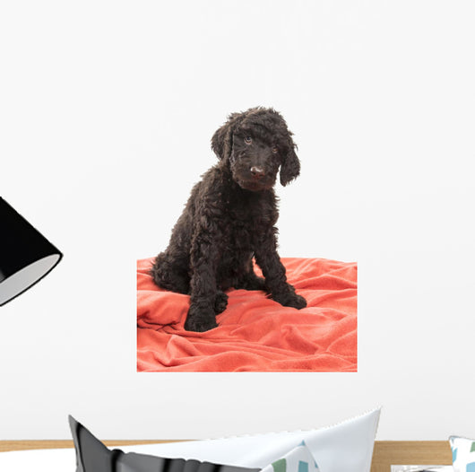 Brown Labradoodle Looking Wall Mural