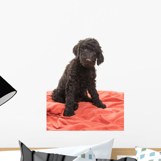 Brown Labradoodle Looking Wall Mural