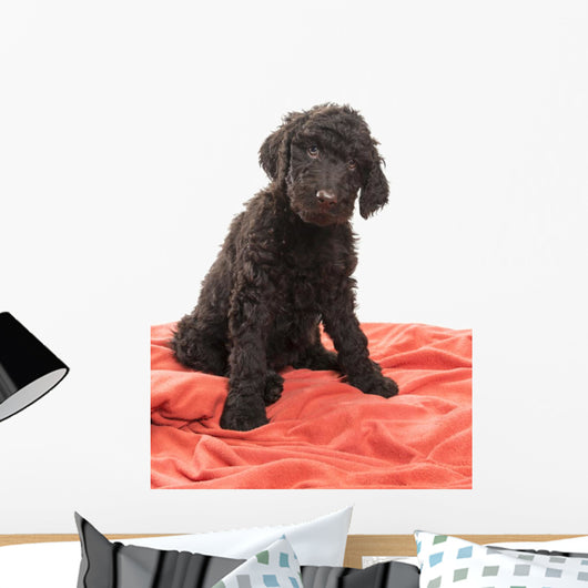 Brown Labradoodle Looking Wall Mural
