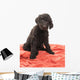 Brown Labradoodle Looking Wall Mural