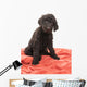 Brown Labradoodle Looking Wall Mural