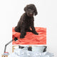 Brown Labradoodle Looking Wall Mural