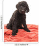 Brown Labradoodle Looking Wall Mural
