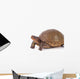 Box Turtle Wall Decal