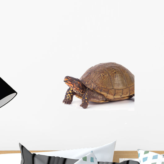Box Turtle Wall Decal