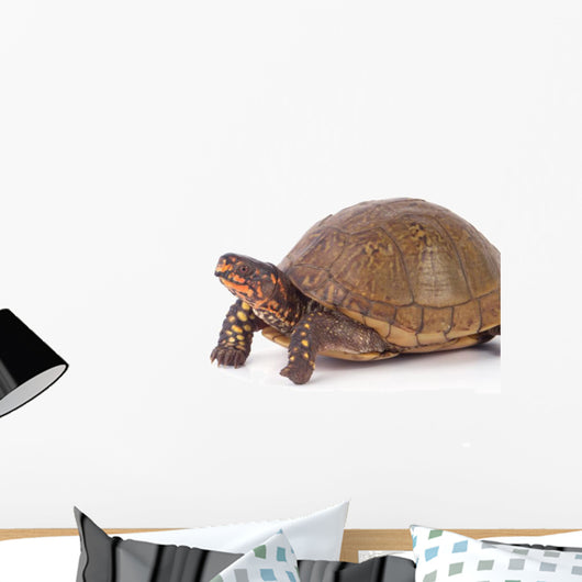 Box Turtle Wall Decal
